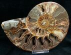 Stunning Cut & Polished Ammonite #6878-2